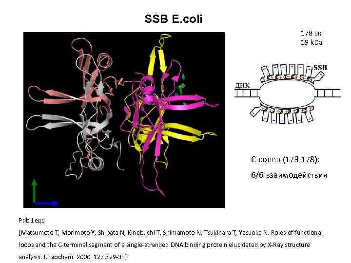 SSB E. coli 178 ак 19 k. Da C-конец (173 -178): б/б взаимодействия Pdb