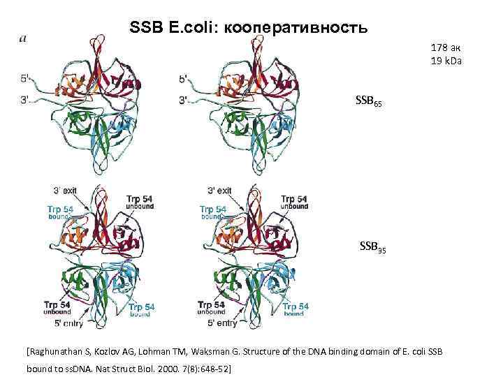 SSB E. coli: кооперативность 178 ак 19 k. Da SSB 65 SSB 35 [Raghunathan