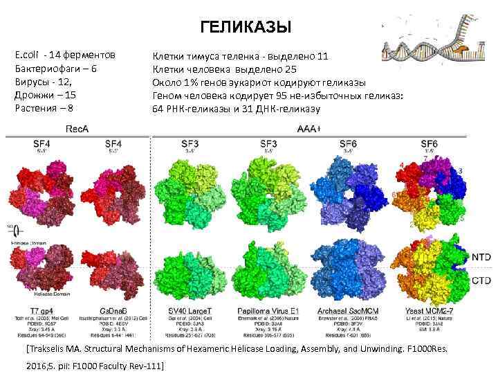ГЕЛИКАЗЫ E. coli - 14 ферментов Бактериофаги – 6 Вирусы - 12, Дрожжи –