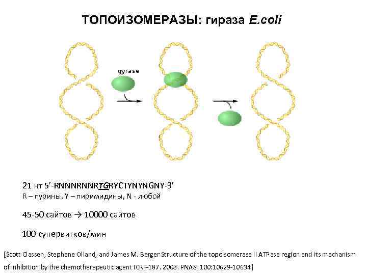 ТОПОИЗОМЕРАЗЫ: гираза E. coli 21 нт 5'-RNNNRNNRTGRYCTYNYNGNY-3' R – пурины, Y – пиримидины, N