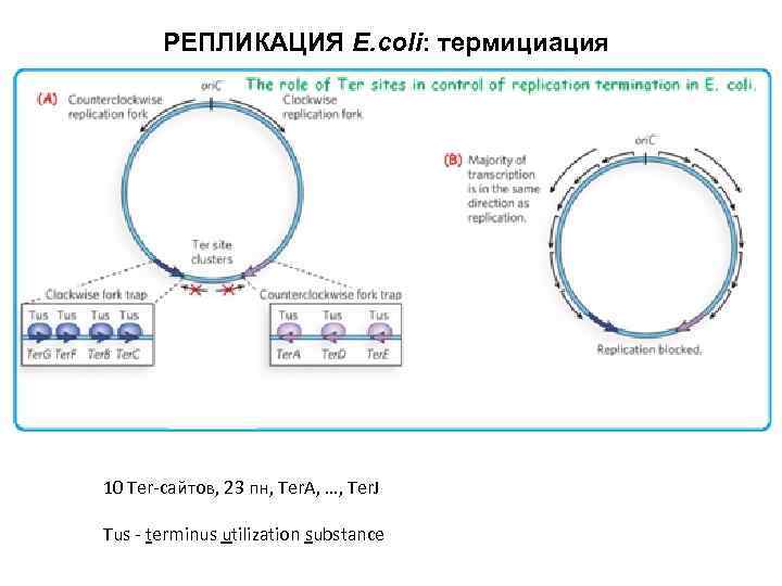 РЕПЛИКАЦИЯ E. coli: термициация 10 Ter-сайтов, 23 пн, Ter. A, …, Ter. J Tus