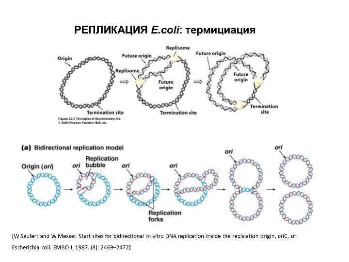 Репликация данных это. Репликация ДНК У прокариот схема. Репликация бактериальной ДНК. Репликация по механизму замещения цепи. Репликация кольцевой ДНК.
