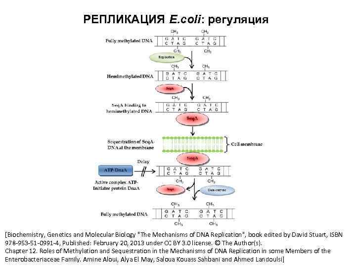 РЕПЛИКАЦИЯ E. coli: регуляция [Biochemistry, Genetics and Molecular Biology 
