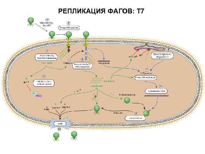 РЕПЛИКАЦИЯ ФАГОВ: Т 7 