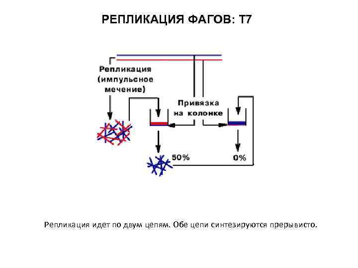 РЕПЛИКАЦИЯ ФАГОВ: Т 7 Репликация идет по двум цепям. Обе цепи синтезируются прерывисто. 