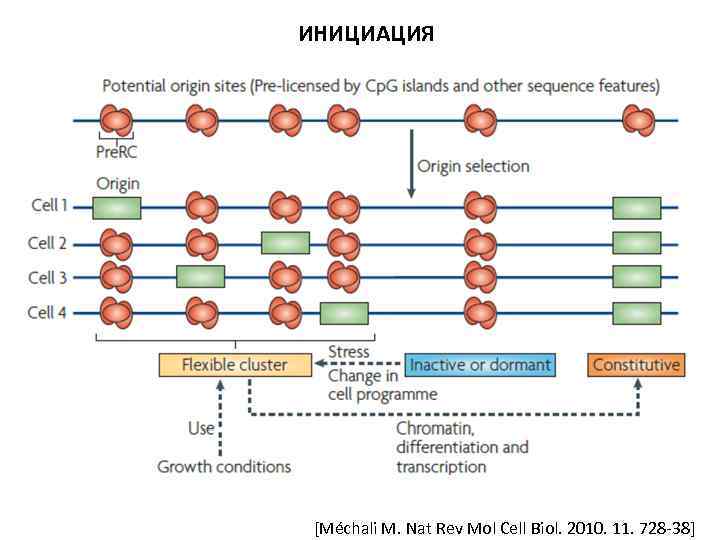 ИНИЦИАЦИЯ [Méchali M. Nat Rev Mol Cell Biol. 2010. 11. 728 -38] 