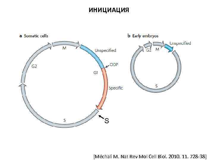 ИНИЦИАЦИЯ S [Méchali M. Nat Rev Mol Cell Biol. 2010. 11. 728 -38] 
