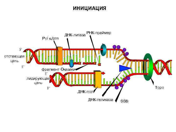 ИНИЦИАЦИЯ Pol a/pim ДНК-лигаза РНК-праймер отстающая цепь фрагмент Оказаки лидирующая цепь Topo ДНК-пол ДНК-геликаза