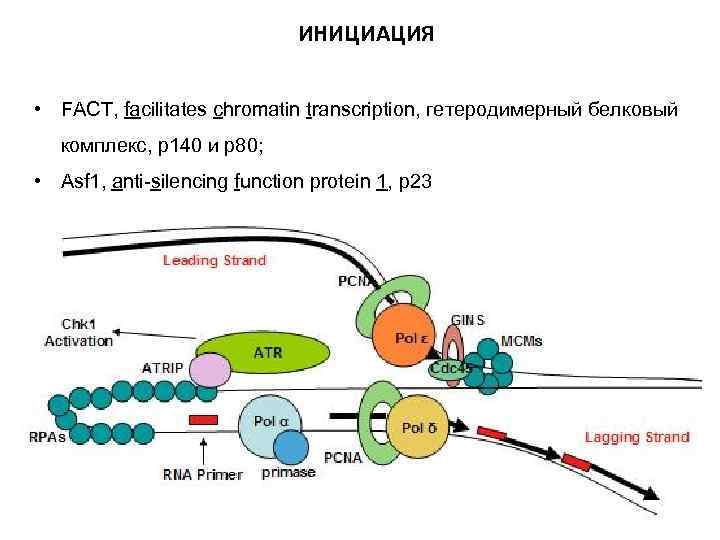 ИНИЦИАЦИЯ • FACT, facilitates chromatin transcription, гетеродимерный белковый комплекс, р140 и р80; • Asf