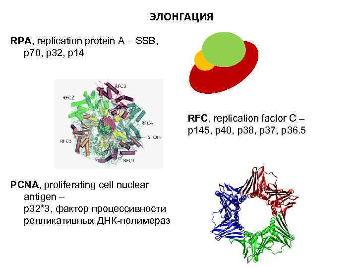 ЭЛОНГАЦИЯ RPA, replication protein A – SSB, р70, р32, р14 RFC, replication factor C
