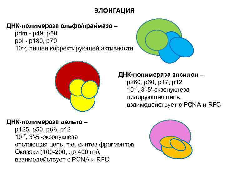 ЭЛОНГАЦИЯ ДНК-полимераза альфа/праймаза – prim - р49, р58 pol - р180, р70 10 -5,