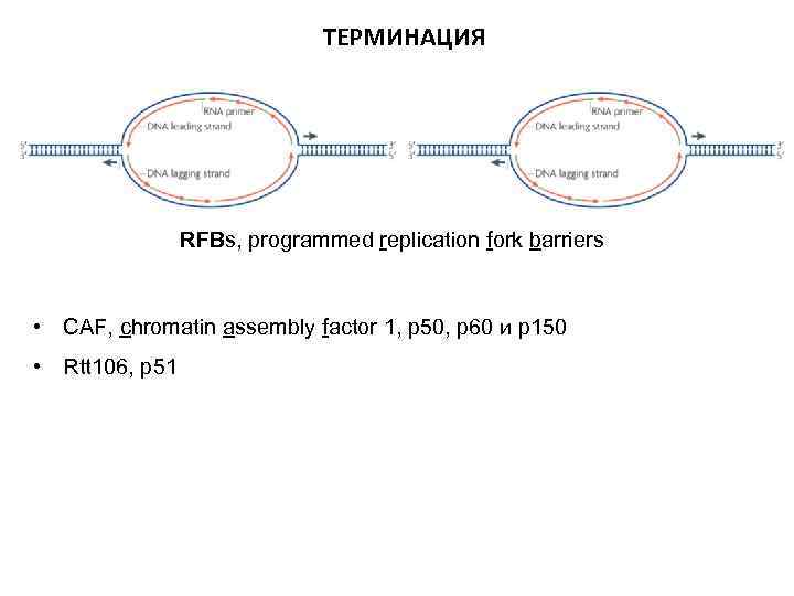 ТЕРМИНАЦИЯ RFBs, programmed replication fork barriers • CAF, chromatin assembly factor 1, р50, р60