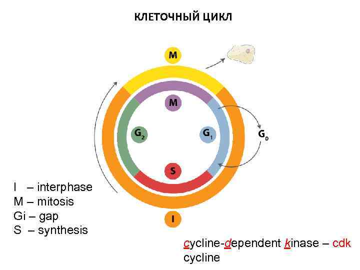 КЛЕТОЧНЫЙ ЦИКЛ I – interphase M – mitosis Gi – gap S – synthesis