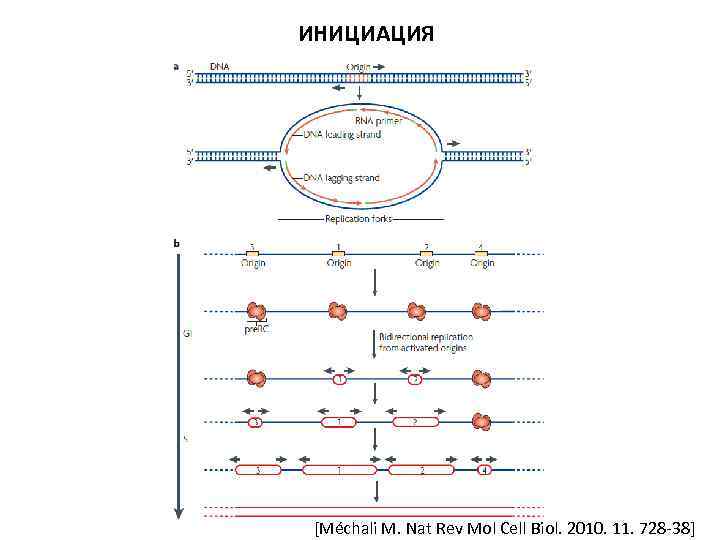 ИНИЦИАЦИЯ [Méchali M. Nat Rev Mol Cell Biol. 2010. 11. 728 -38] 