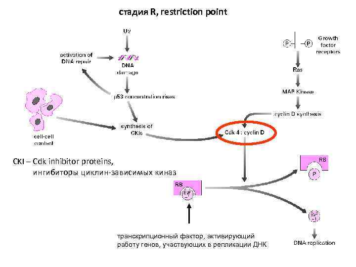 стадия R, restriction point CKI – Cdk inhibitor proteins, ингибиторы циклин-зависимых киназ транскрипционный фактор,