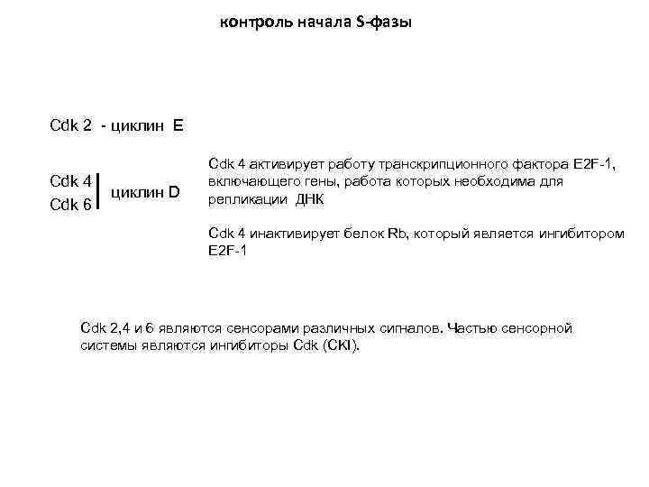 контроль начала S-фазы Cdk 2 - циклин E Сdk 4 Cdk 6 циклин D