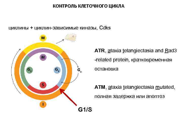 Клеточный цикл эукариот