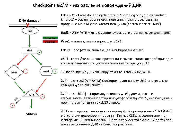 Checkpoint G 2/M - исправление повреждений ДНК Cdc 2 = Cdk 1 (cell division