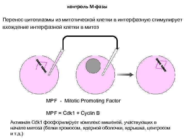 контроль М-фазы Перенос цитоплазмы из митотической клетки в интерфазную стимулирует вхождение интерфазной клетки в