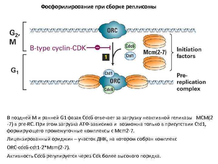 Фосфорилирование при сборке реплисомы В поздней М и ранней G 1 фазах Cdc 6