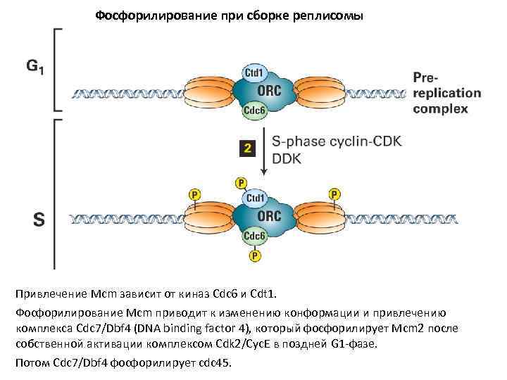 Фосфорилирование при сборке реплисомы Привлечение Mcm зависит от киназ Cdc 6 и Cdt 1.