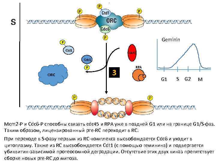 Geminin P Ctd 1 Cdc 45 Cdc 6 P ORC 3 RPA G 1