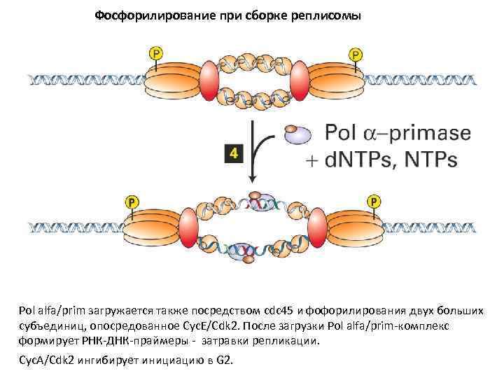 Фосфорилирование при сборке реплисомы Pol alfa/prim загружается также посредством cdc 45 и фофорилирования двух