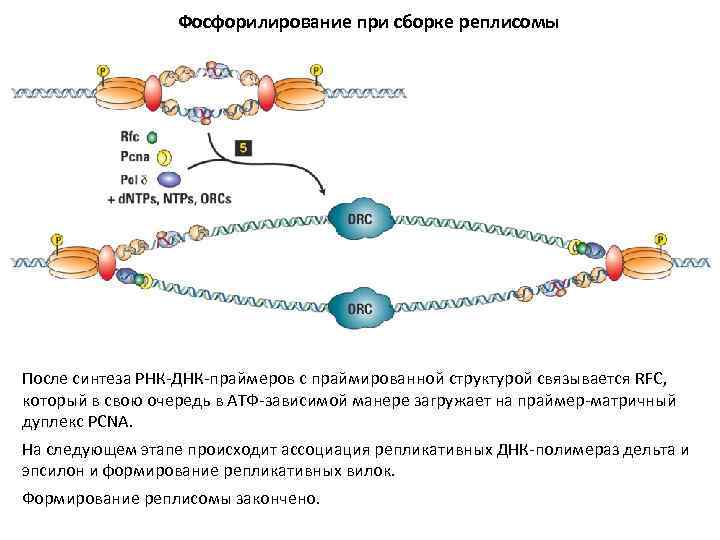 Фосфорилирование при сборке реплисомы После синтеза РНК-ДНК-праймеров с праймированной структурой связывается RFC, который в