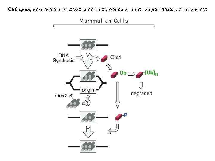 ORC цикл, исключающий возможность повторной инициации до прохождения митоза 