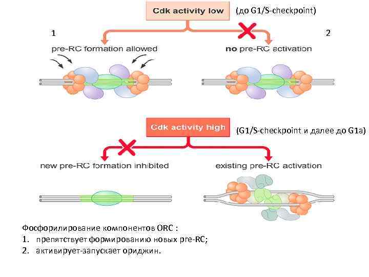 (до G 1/S-checkpoint) 1 2 (G 1/S-checkpoint и далее до G 1 a) Фосфорилирование