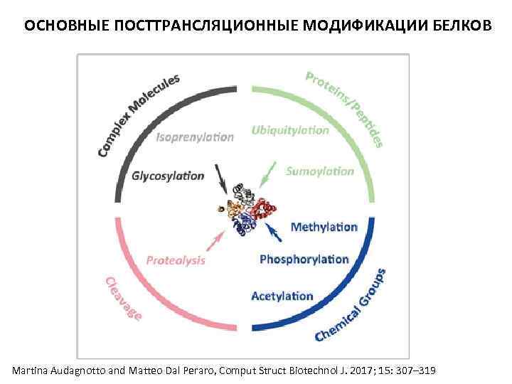 ОСНОВНЫЕ ПОСТТРАНСЛЯЦИОННЫЕ МОДИФИКАЦИИ БЕЛКОВ Martina Audagnotto and Matteo Dal Peraro, Comput Struct Biotechnol J.