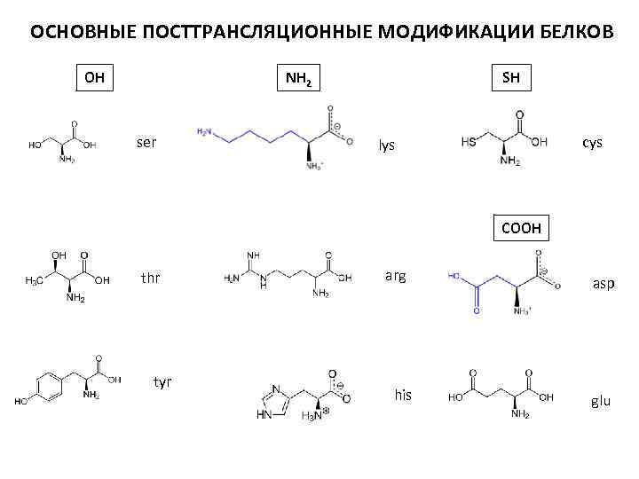 ОСНОВНЫЕ ПОСТТРАНСЛЯЦИОННЫЕ МОДИФИКАЦИИ БЕЛКОВ OH NH 2 ser SH cys lys COOH thr tyr