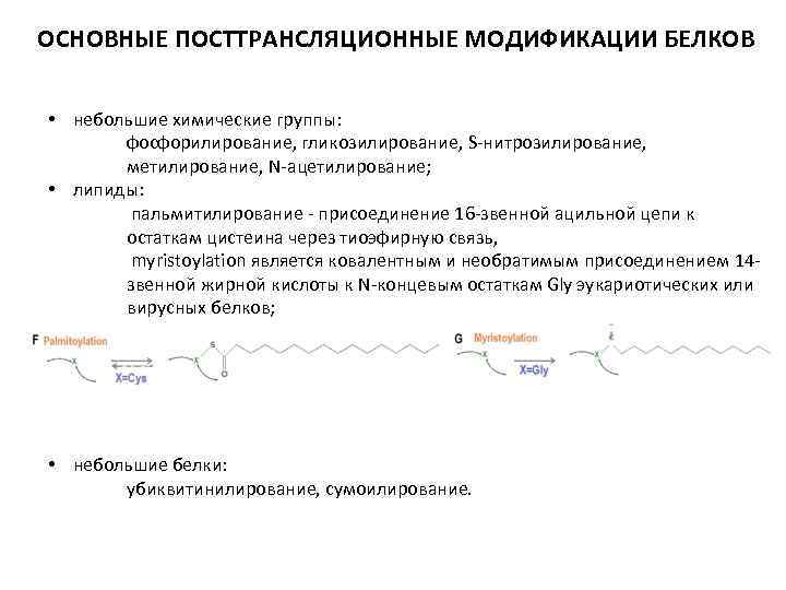 ОСНОВНЫЕ ПОСТТРАНСЛЯЦИОННЫЕ МОДИФИКАЦИИ БЕЛКОВ • небольшие химические группы: фосфорилирование, гликозилирование, S-нитрозилирование, метилирование, N-ацетилирование; •