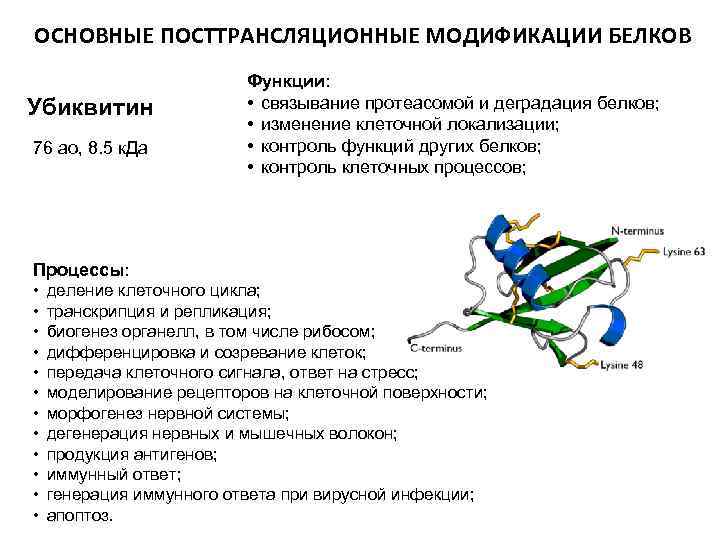 ОСНОВНЫЕ ПОСТТРАНСЛЯЦИОННЫЕ МОДИФИКАЦИИ БЕЛКОВ Убиквитин 76 ао, 8. 5 к. Да Функции: • связывание