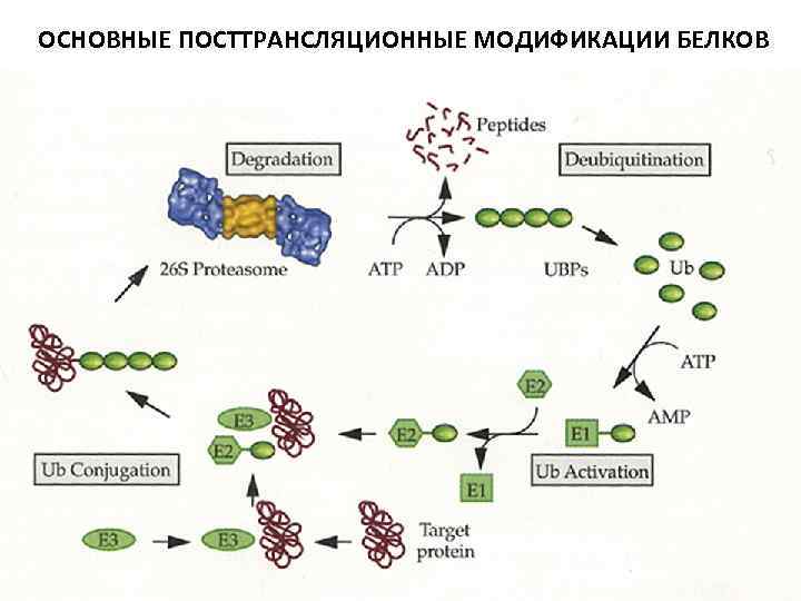 ОСНОВНЫЕ ПОСТТРАНСЛЯЦИОННЫЕ МОДИФИКАЦИИ БЕЛКОВ 