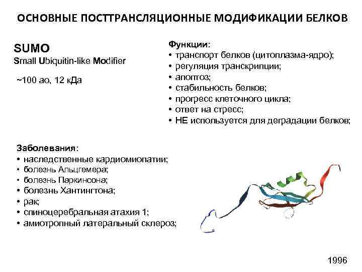 ОСНОВНЫЕ ПОСТТРАНСЛЯЦИОННЫЕ МОДИФИКАЦИИ БЕЛКОВ SUMO Small Ubiquitin-like Modifier ~100 ао, 12 к. Да Функции: