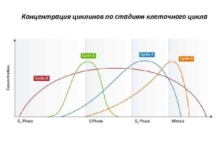 Концентрация циклинов по стадиям клеточного цикла 