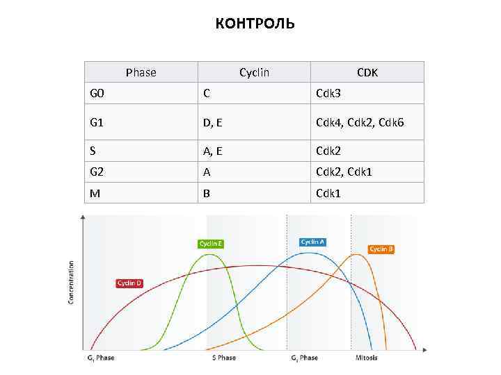 КОНТРОЛЬ Phase Cyclin CDK G 0 C Cdk 3 G 1 D, E Cdk