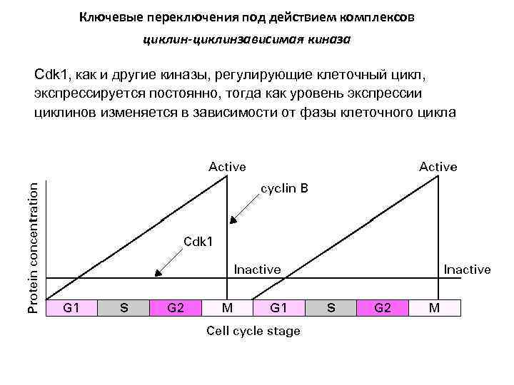 Ключевые переключения под действием комплексов циклин-циклинзависимая киназа Cdk 1, как и другие киназы, регулирующие