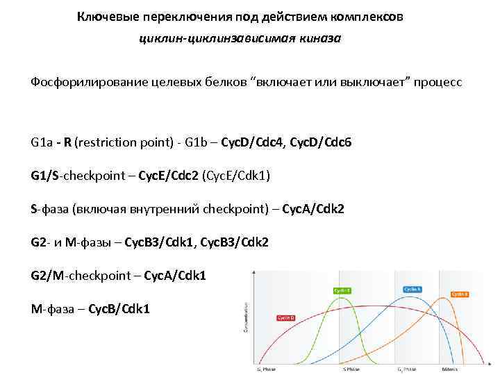 Ключевые переключения под действием комплексов циклин-циклинзависимая киназа Фосфорилирование целевых белков “включает или выключает” процесс