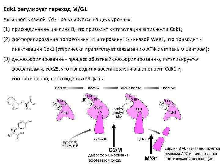 Cdk 1 регулирует переход M/G 1 Активность самой Cdk 1 регулируется на двух уровнях: