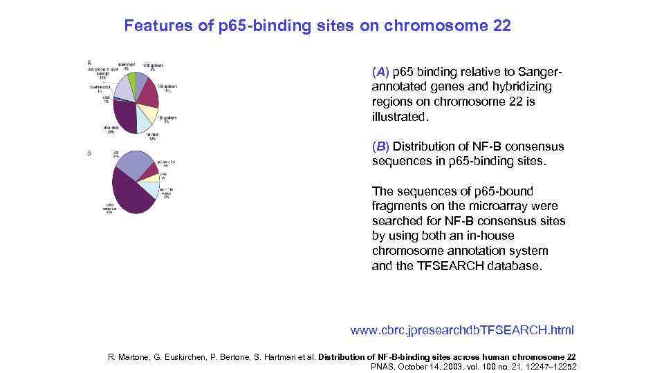 Features of p 65 -binding sites on chromosome 22 (A) p 65 binding relative