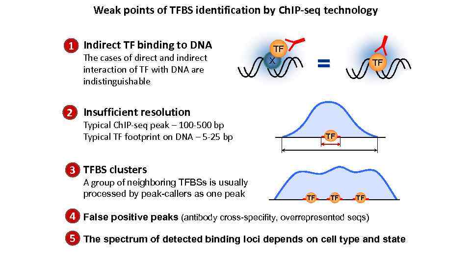 Weak points of TFBS identification by Ch. IP-seq technology 1 Indirect TF binding to