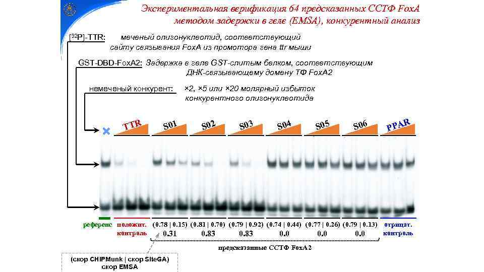 Экспериментальная верификация 64 предсказанных ССТФ Fox. A методом задержки в геле (EMSA), конкурентный анализ