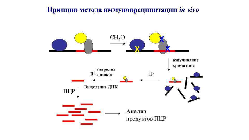Принцип метода. Реакция иммунопреципитации. Метод иммунопреципитации. Иммунопреципитация хроматина. Иммунопреципитации микробиология.