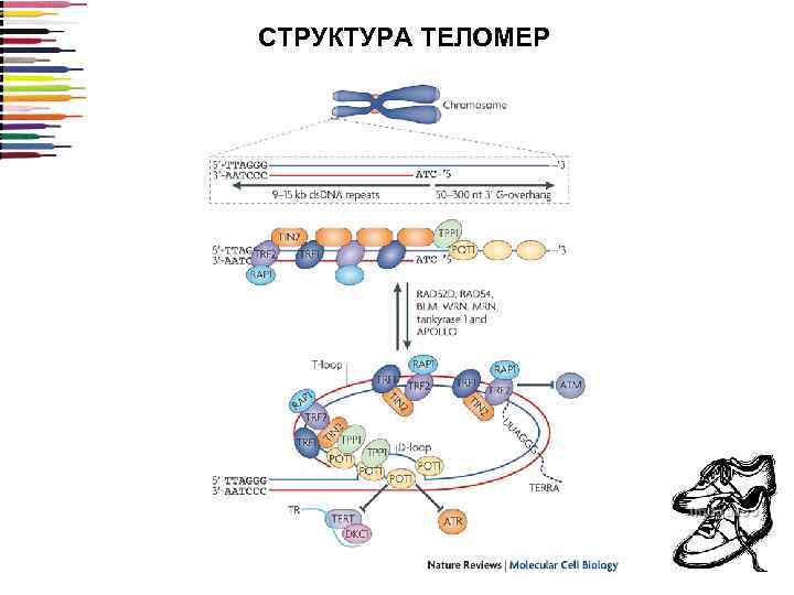 СТРУКТУРА ТЕЛОМЕР 