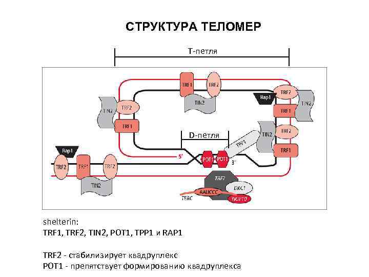 СТРУКТУРА ТЕЛОМЕР T-петля D-петля shelterin: TRF 1, TRF 2, TIN 2, POT 1, TPP