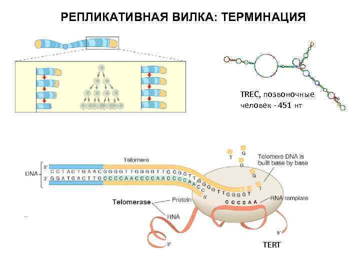 РЕПЛИКАТИВНАЯ ВИЛКА: ТЕРМИНАЦИЯ TREC, позвоночные человек - 451 нт TERT 