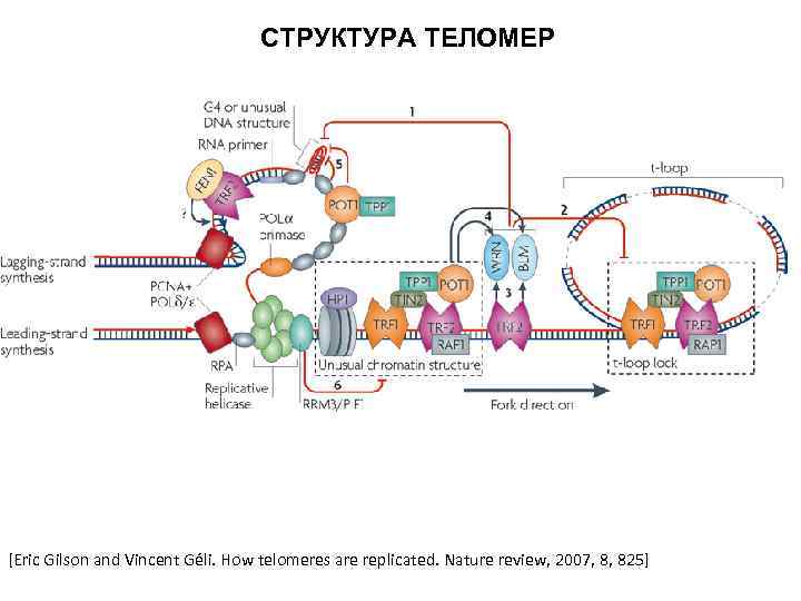 СТРУКТУРА ТЕЛОМЕР [Eric Gilson and Vincent Géli. How telomeres are replicated. Nature review, 2007,