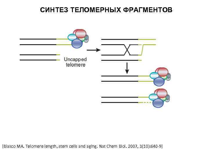 СИНТЕЗ ТЕЛОМЕРНЫХ ФРАГМЕНТОВ [Blasco MA. Telomere length, stem cells and aging. Nat Chem Biol.